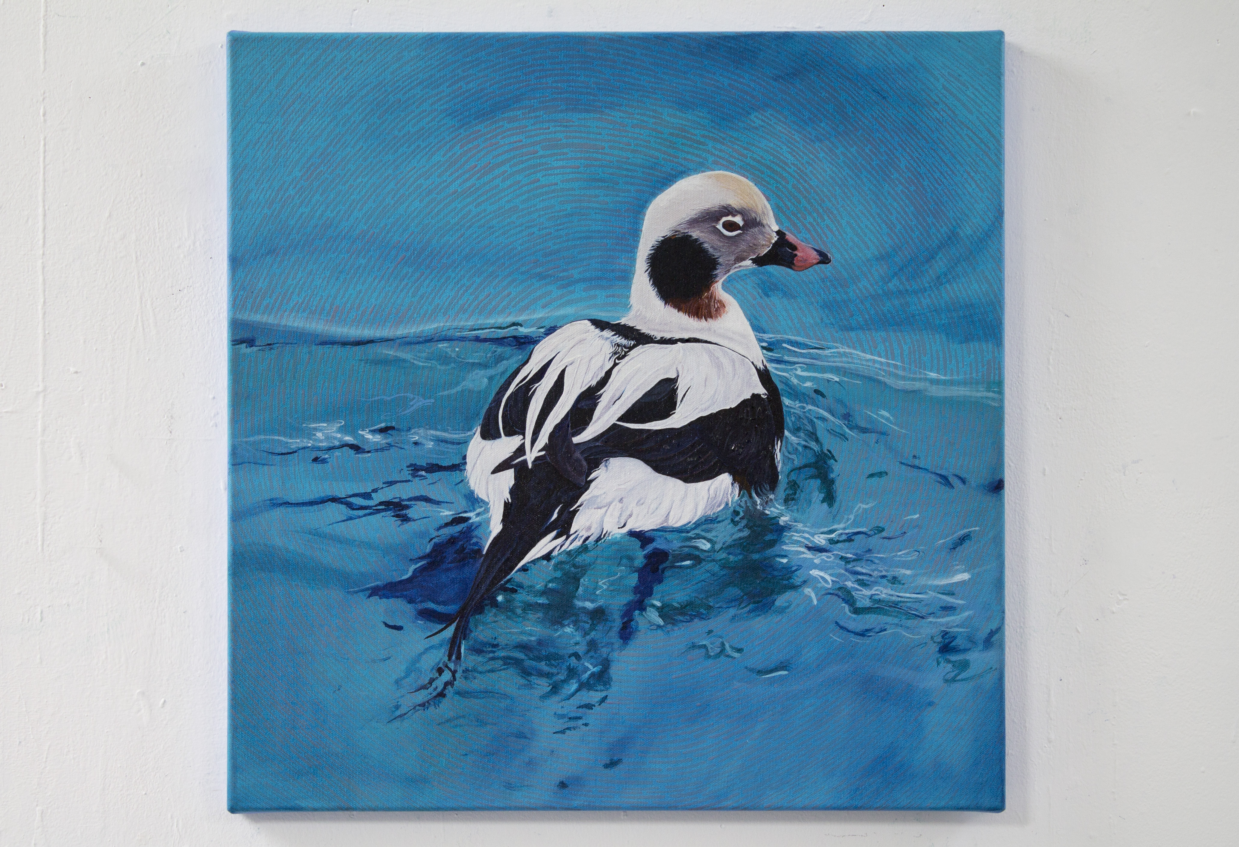 Kākaulis/Long-tailed duck 
